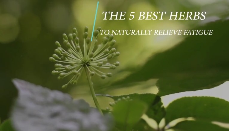 The 5 Best Herbs to Naturally Relieve Fatigue (Video)